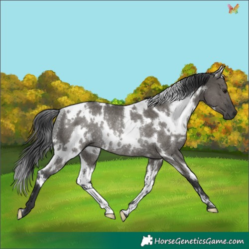 Horse Color:White Spotted Grullo Rabicano 