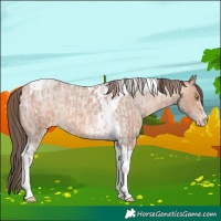 Horse Color:Amber Champagne Sabino Tobiano Appaloosa  and Amber Champagne Roan Tobiano Appaloosa 