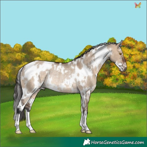 Horse Color:White Spotted Brown Dun Rabicano 
