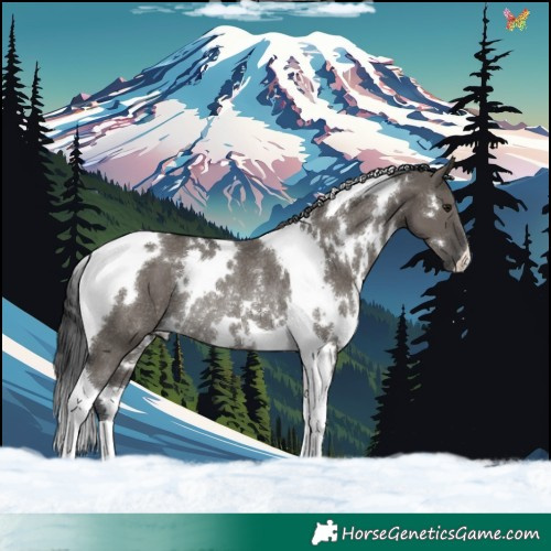Horse Color:White Spotted Grullo Tobiano Rabicano 