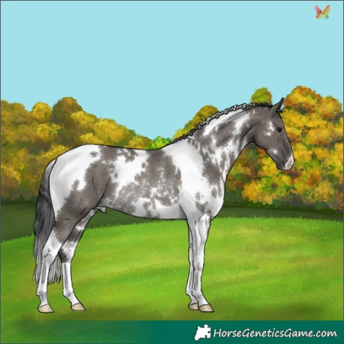 Horse Color:White Spotted Grullo Tobiano Rabicano 