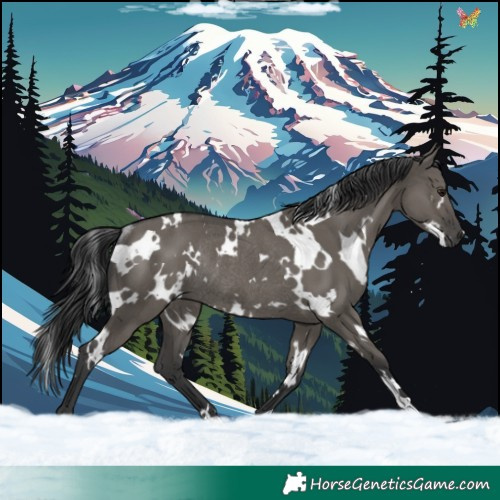Horse Color:White Spotted Grullo Rabicano 