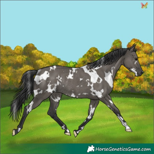 Horse Color:White Spotted Grullo Rabicano 