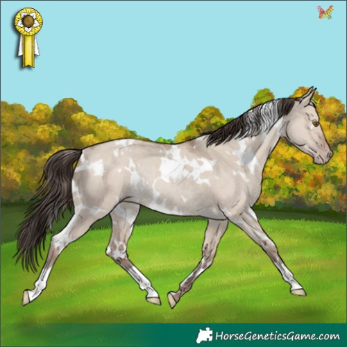 Horse Color:White Spotted Classic Champagne Dun Rabicano 
