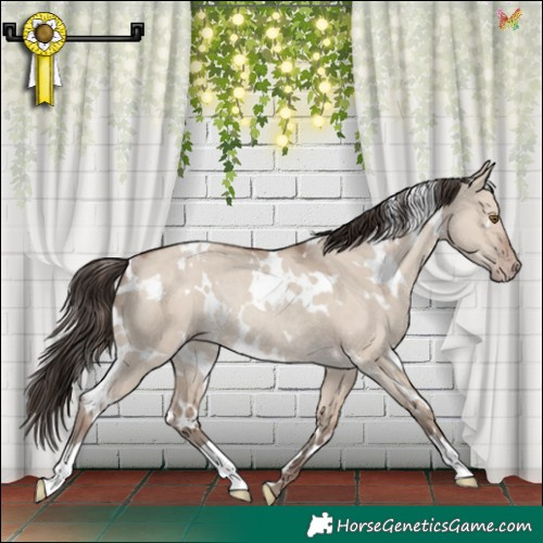 Horse Color:White Spotted Classic Champagne Dun Rabicano 