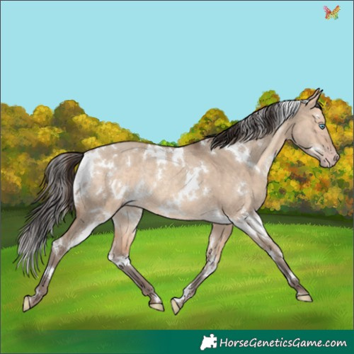 Horse Color:White Spotted Amber Champagne Dun Rabicano 