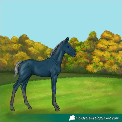 Horse Color:ERROR: UNKNOWN ANOMALY