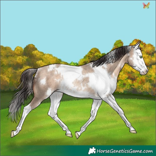 Horse Color:White Spotted Sable Champagne Dun Splash Rabicano 