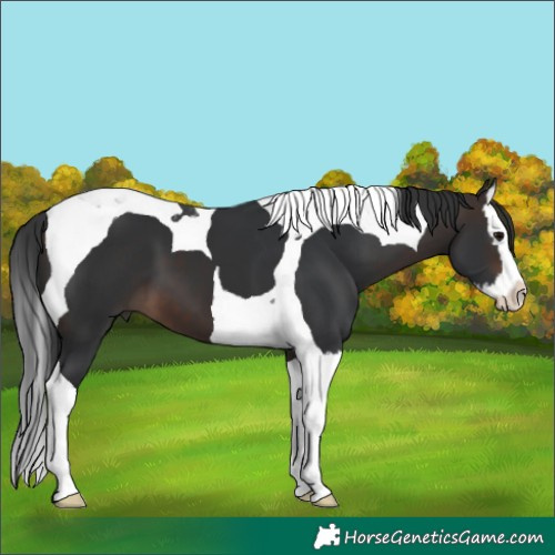 Horse Color:Brown Splash Tobiano 