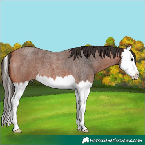 Horse Color:Bay Roan Splash 