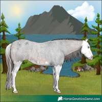 Horse Color:Brown Roan Splash Varnish