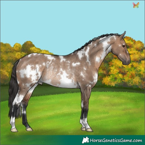 Horse Color:White Spotted Brown Dun Rabicano 