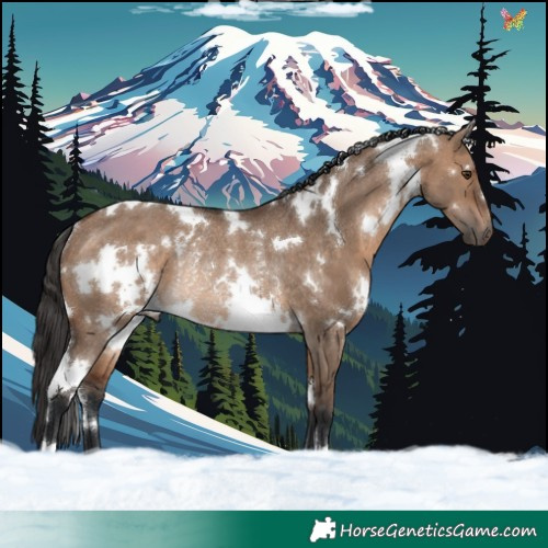 Horse Color:White Spotted Brown Dun Rabicano 