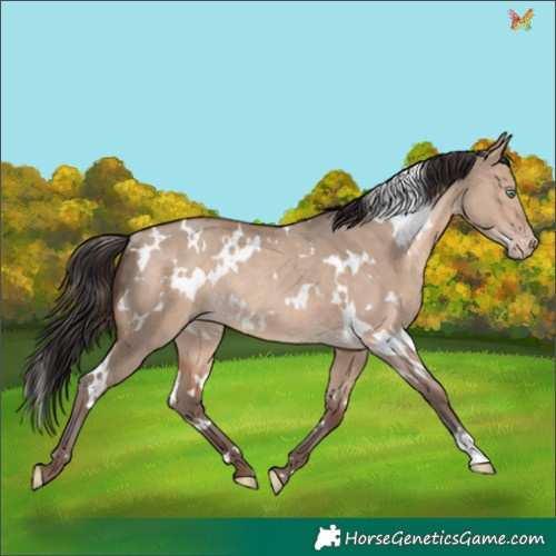 Horse Color:White Spotted Sable Champagne Dun Rabicano 