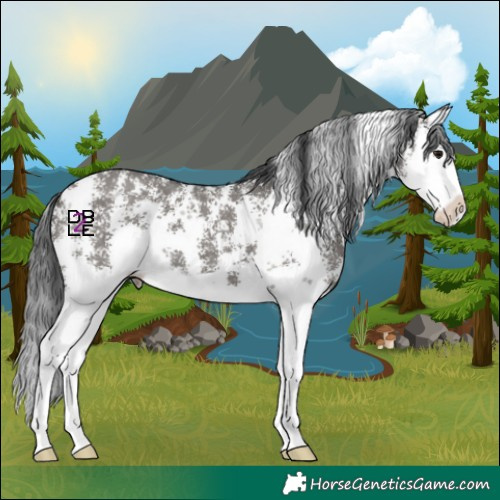Horse Color:Grullo Sabino Splash 