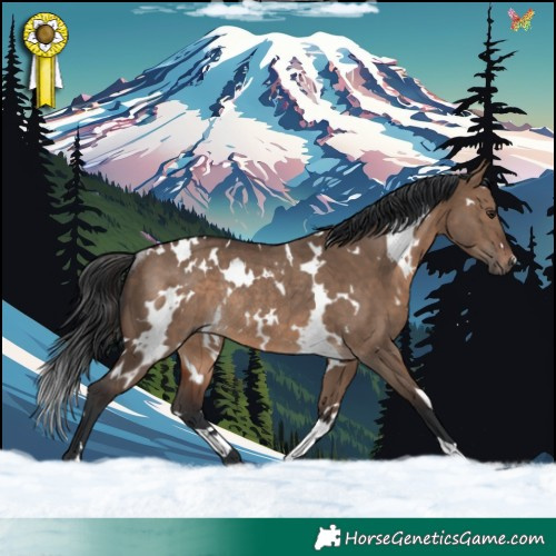 Horse Color:White Spotted Brown Dun Rabicano 