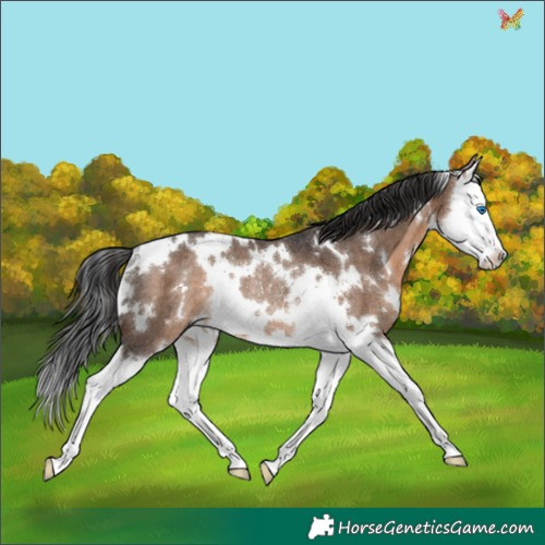 Horse Color:White Spotted Brown Dun Splash Rabicano 