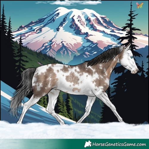 Horse Color:White Spotted Brown Dun Splash Rabicano 