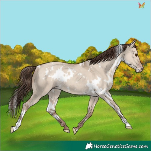 Horse Color:White Spotted Classic Champagne Dun Rabicano 