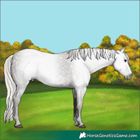 Horse Color:Gray Silver Black 