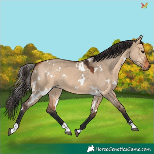 Horse Color:White Spotted Bay Dun 