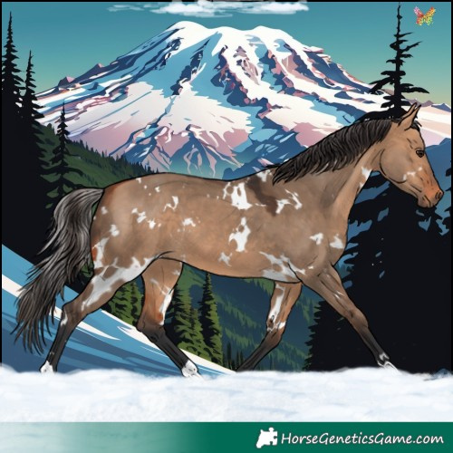 Horse Color:White Spotted Bay Dun 