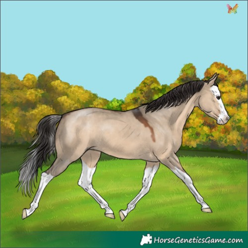 Horse Color:Brown Dun Splash 