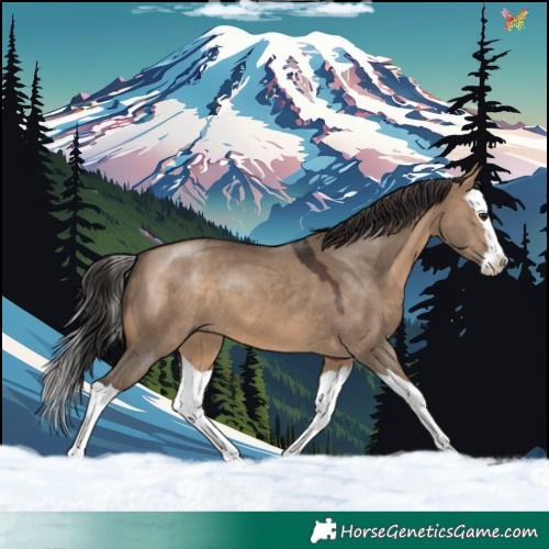 Horse Color:Brown Dun Splash 