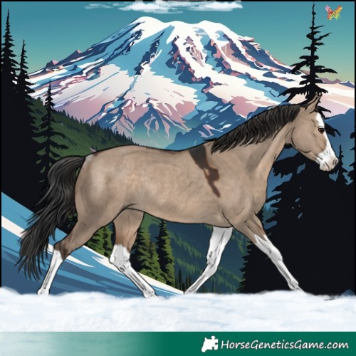 Horse Color:Brown Dun Splash Rabicano 