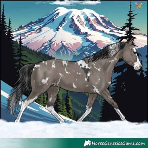 Horse Color:White Spotted Grullo Splash 