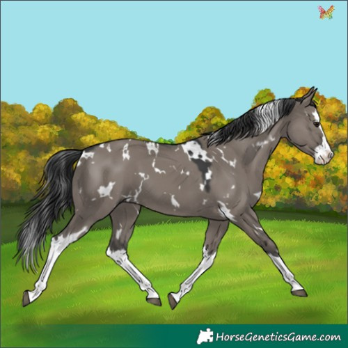 Horse Color:White Spotted Grullo Splash 