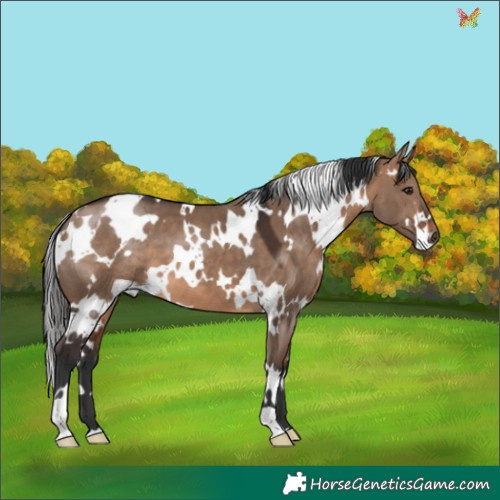 Horse Color:White Spotted Brown Dun 