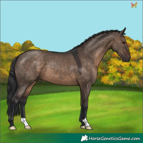 Horse Color:Brown Dun 
