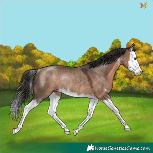 Horse Color:Bay Dun Sabino Splash Rabicano 