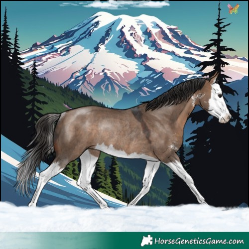 Horse Color:Bay Dun Sabino Splash Rabicano 