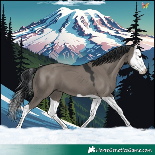 Horse Color:Grullo Splash 