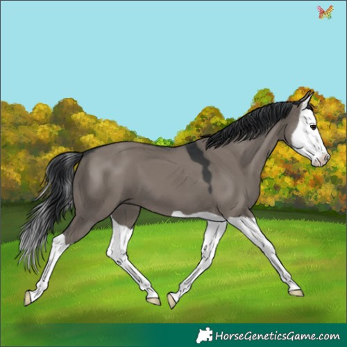 Horse Color:Grullo Splash 