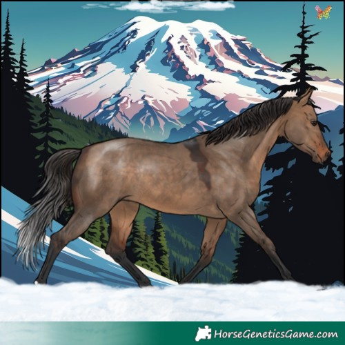 Horse Color:Bay Dun Rabicano 