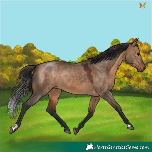 Horse Color:Bay Dun Rabicano 