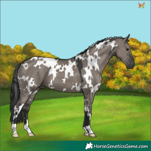 Horse Color:White Spotted Grullo 