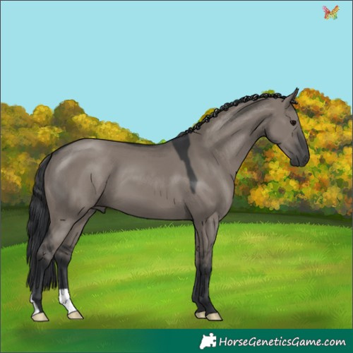 Horse Color:Grullo 