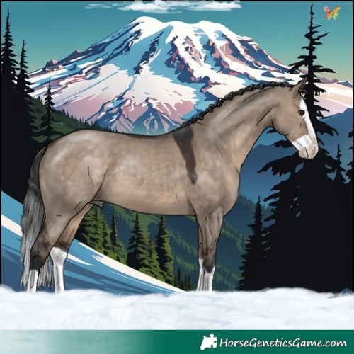 Horse Color:Brown Dun Splash 