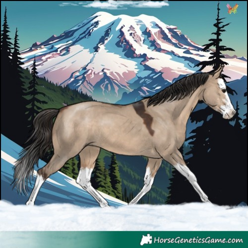 Horse Color:Brown Dun Sabino Splash 