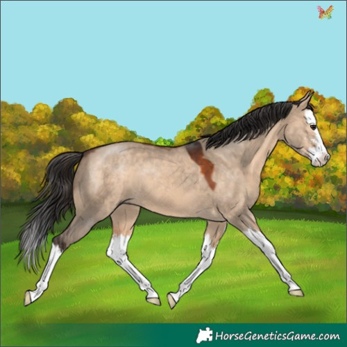 Horse Color:Brown Dun Sabino Splash 