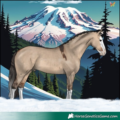 Horse Color:Bay Dun Splash Rabicano 