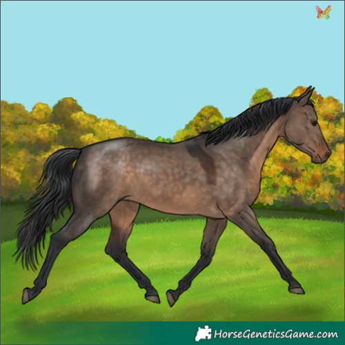 Horse Color:Brown Dun 