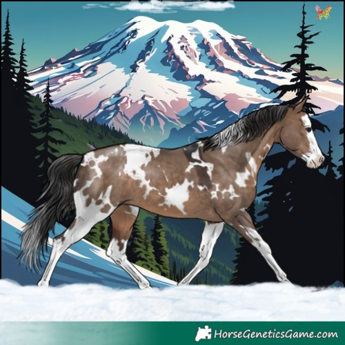 Horse Color:White Spotted Brown Dun Splash 