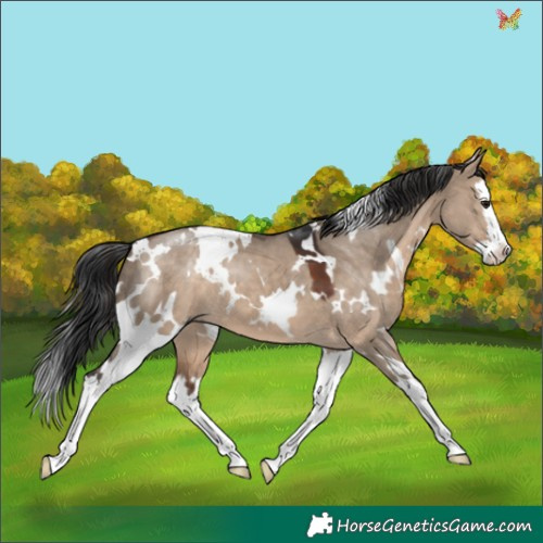 Horse Color:White Spotted Brown Dun Splash 