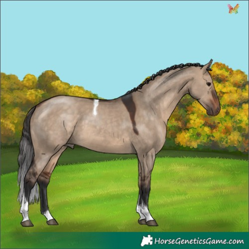 Horse Color:Bay Dun Tobiano 