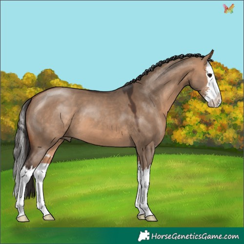 Horse Color:Bay Dun Sabino Splash 